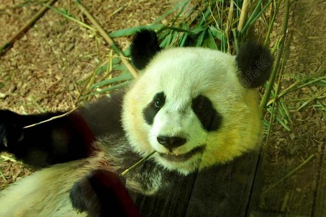 熊猫 熊 动物园 动物 野生 动物学 哺乳动物 物种 环境