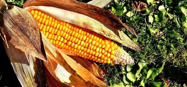 玉米棒 玉米 蔬菜 食品 秋季 性质 美味 吃
