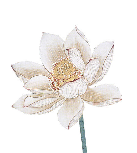 国画莲花
