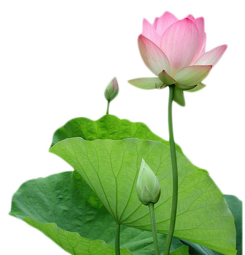 莲花