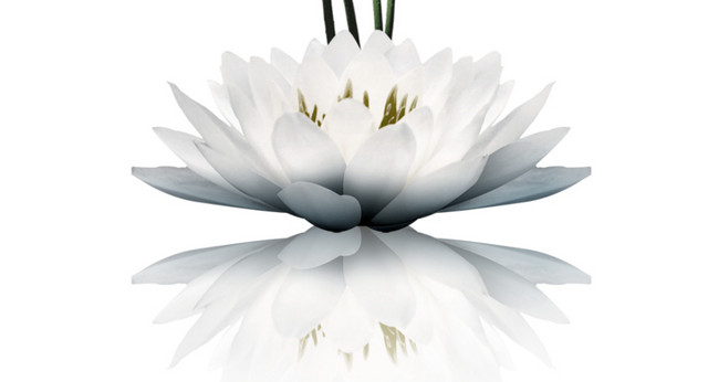 莲花