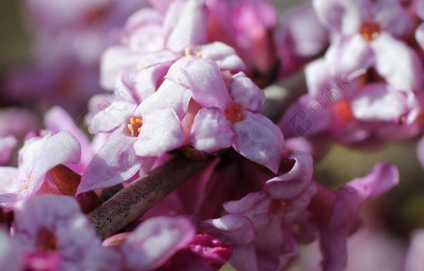 瑞香 开花枝 春天的预兆 粉红色的花