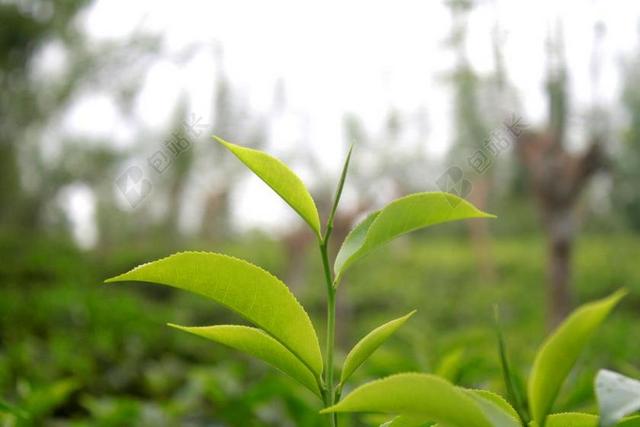 茶叶绿色植物种植背景图片