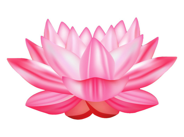 粉色莲花