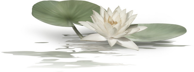 手绘莲花