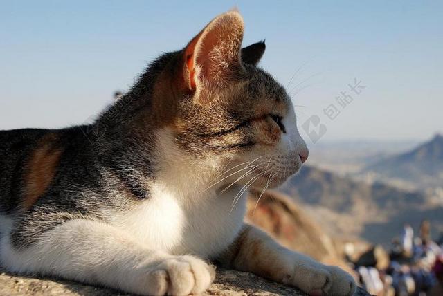 广告简约赛太阳的猫宣传背景图片