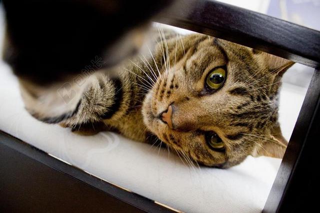 猫 动物 猫脸 爪子 特写 可爱猫咪 宠物