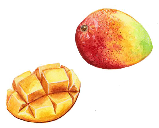 手绘芒果