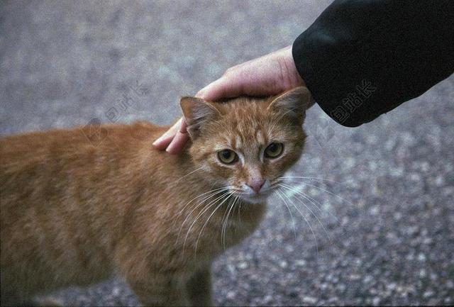 猫 抚摸 姜 宠物 动物 可爱 家养 小猫 白 肖像