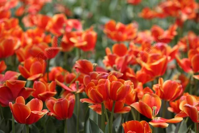 红色郁金香花丛美丽花园背景图片