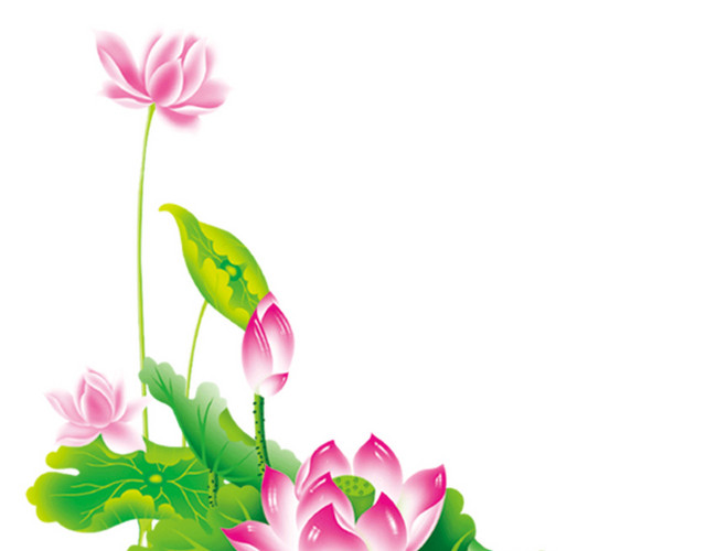 荷花莲花