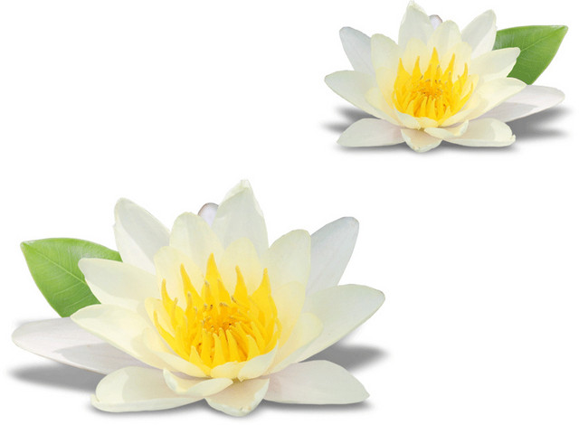 宝莲花白莲花