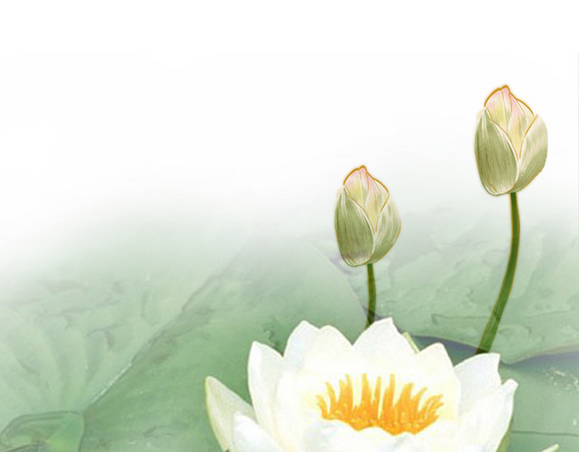 莲花莲叶荷花
