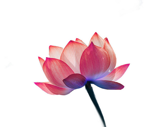 红莲