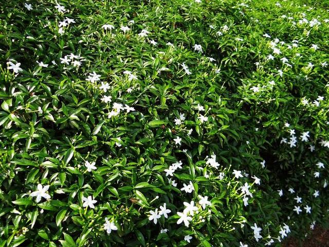 矮紫薇茉莉 矮人同盟茉莉花 月光 矮人 花 杈 绉茉莉花