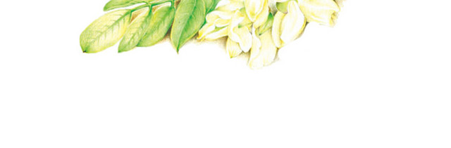 手绘桂花茶