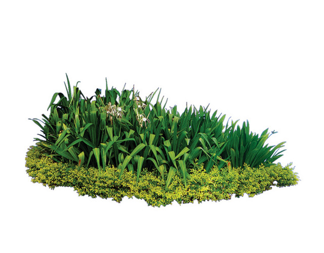 植物 树 森林 树叶