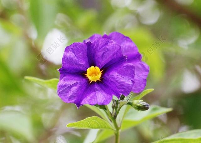 龙胆草灌木 龙胆花灌木 马铃薯树 土豆树花 花 性质 夏季