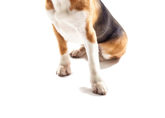 可爱的宠物狗写真