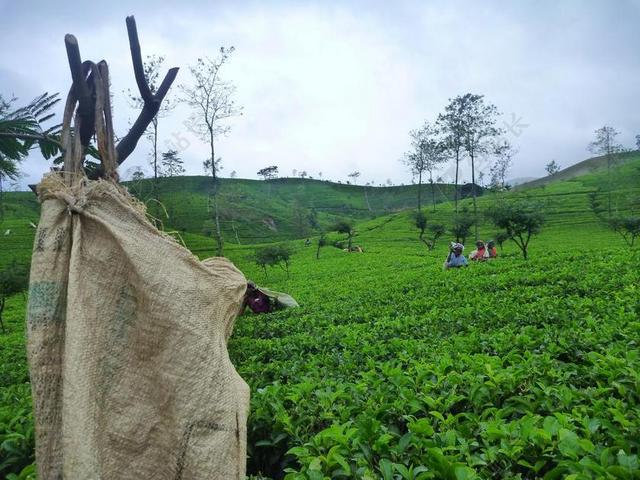 茶园绿色农业种植采茶人背景图片