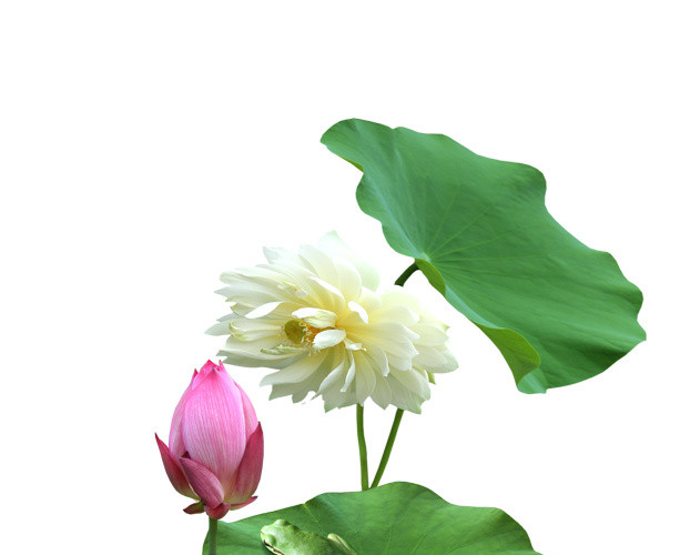 莲花莲叶