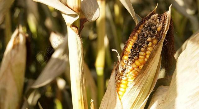 玉米 粮食 玉米棒 秋季 背景 以上成熟 收获 字段 麦田