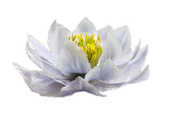 白色雪莲花