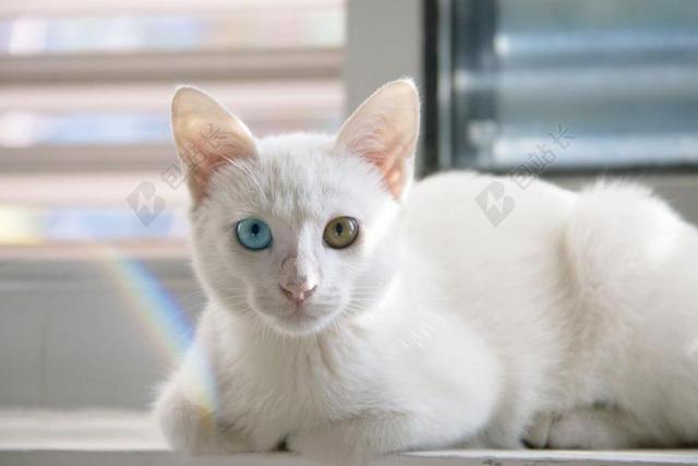 猫 可爱 白猫 波斯猫 不同的是 眼睛的颜色 白色皮草