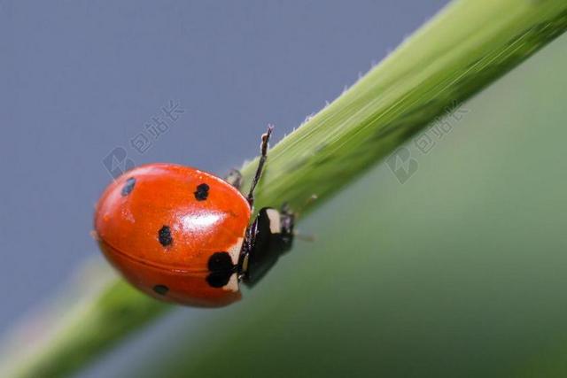 瓢虫 七星瓢虫 鞘翅 红色 翅膀 昆虫 飞 自然 生活 草