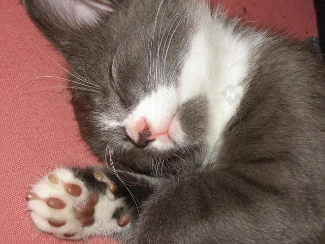 柔软的爪子 猫 小猫 灰色和白色 宠物 睡眠 困