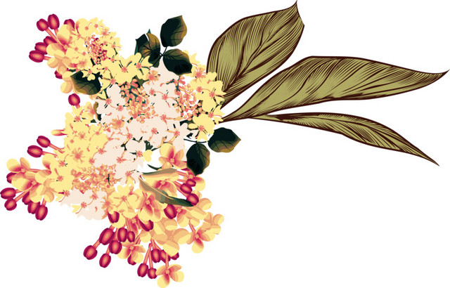 漂亮桂花素材