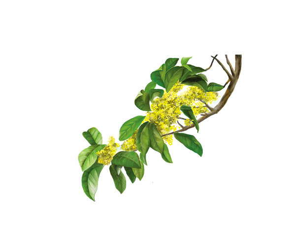 桂花枝素材