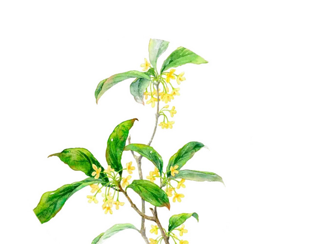 桂花花枝素材