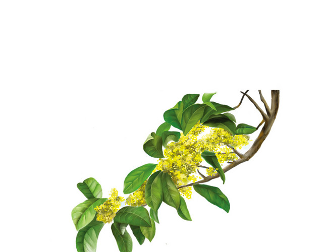 桂花枝素材