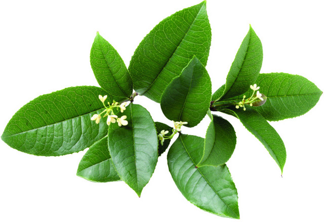 桂花茶素材
