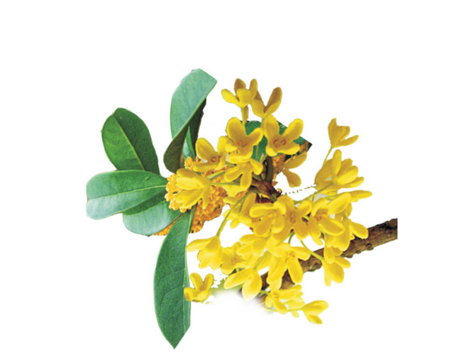 桂花花朵素材