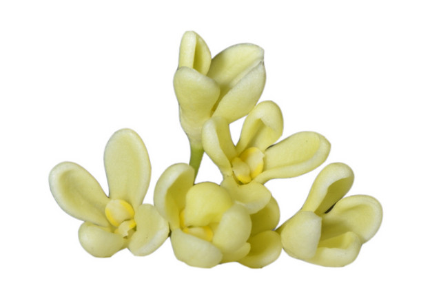 白色桂花素材