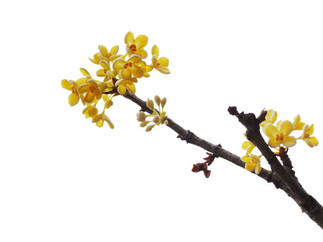 桂花枝素材