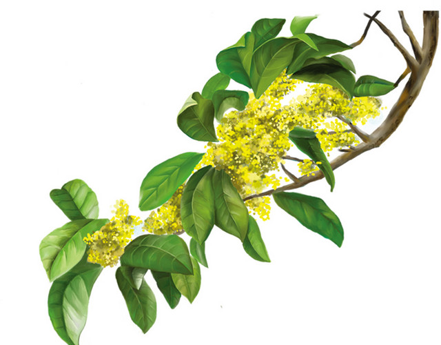 实物桂花素材