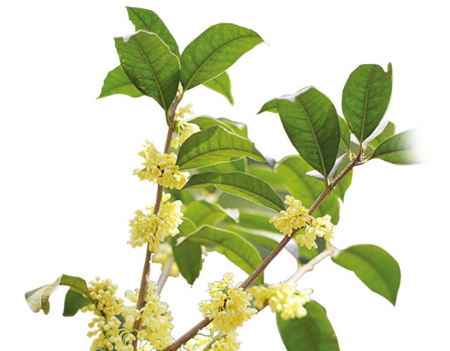 桂花枝素材