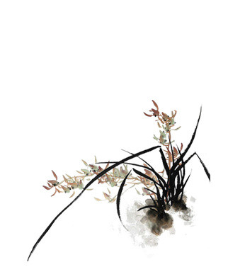 手绘兰花素材