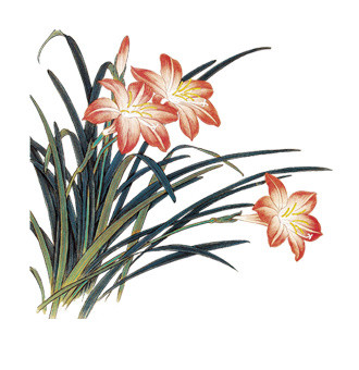 红色兰花素材