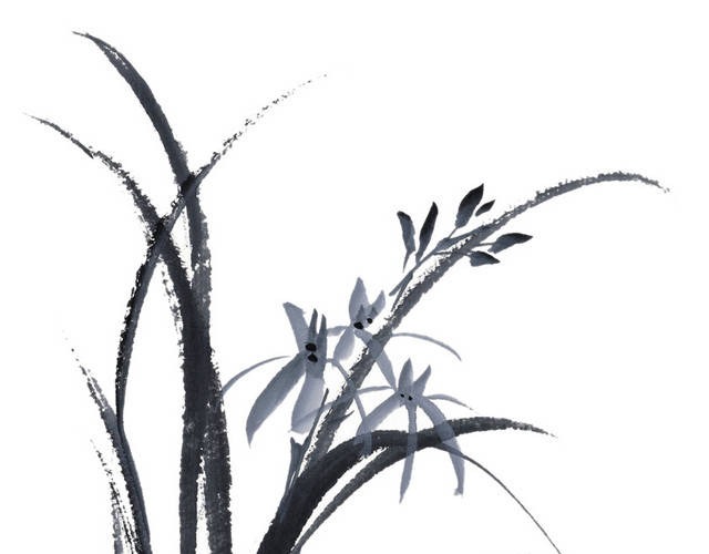 兰花花束素材