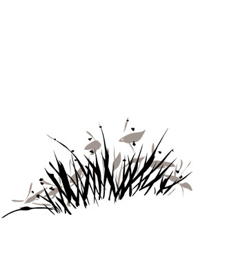 黑色兰花素材