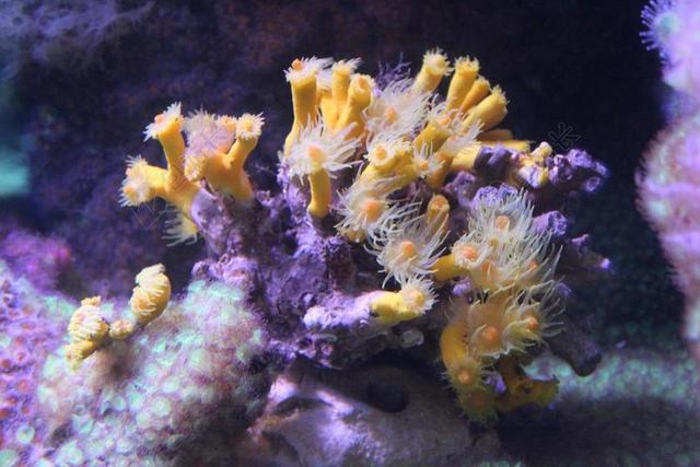 海底 银莲花 珊瑚 黄色 紫 马林 海 海洋的深度
