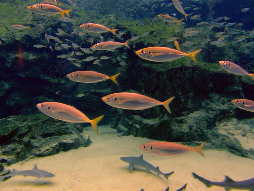 水下 鱼 水 海 自然 海洋 动物 蓝色 水族馆 游泳