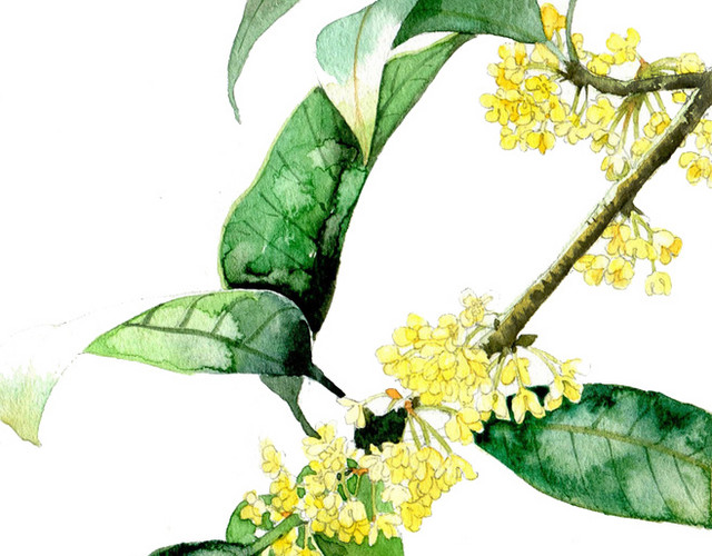 清蒸桂花鱼