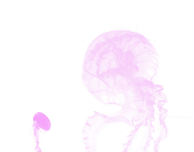 海洋生物紫色水母元素