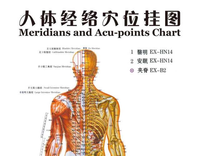 人体经络穴位挂图