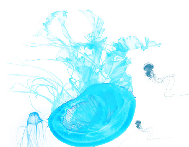 蓝色海洋生物水母元素